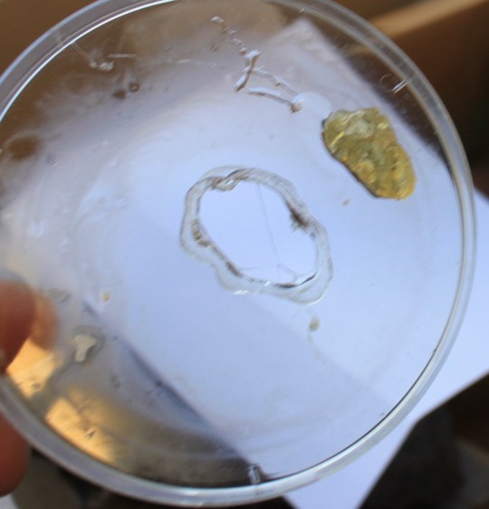 OmegaVia dissolved my petri dish.