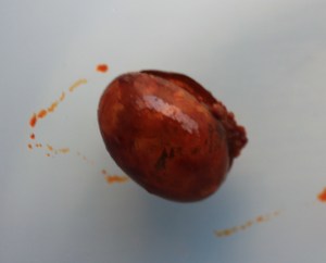 Frezzor GLM capsule with mash