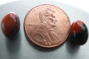 green_Lipped_MUS6777